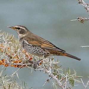 Dusky Thrush